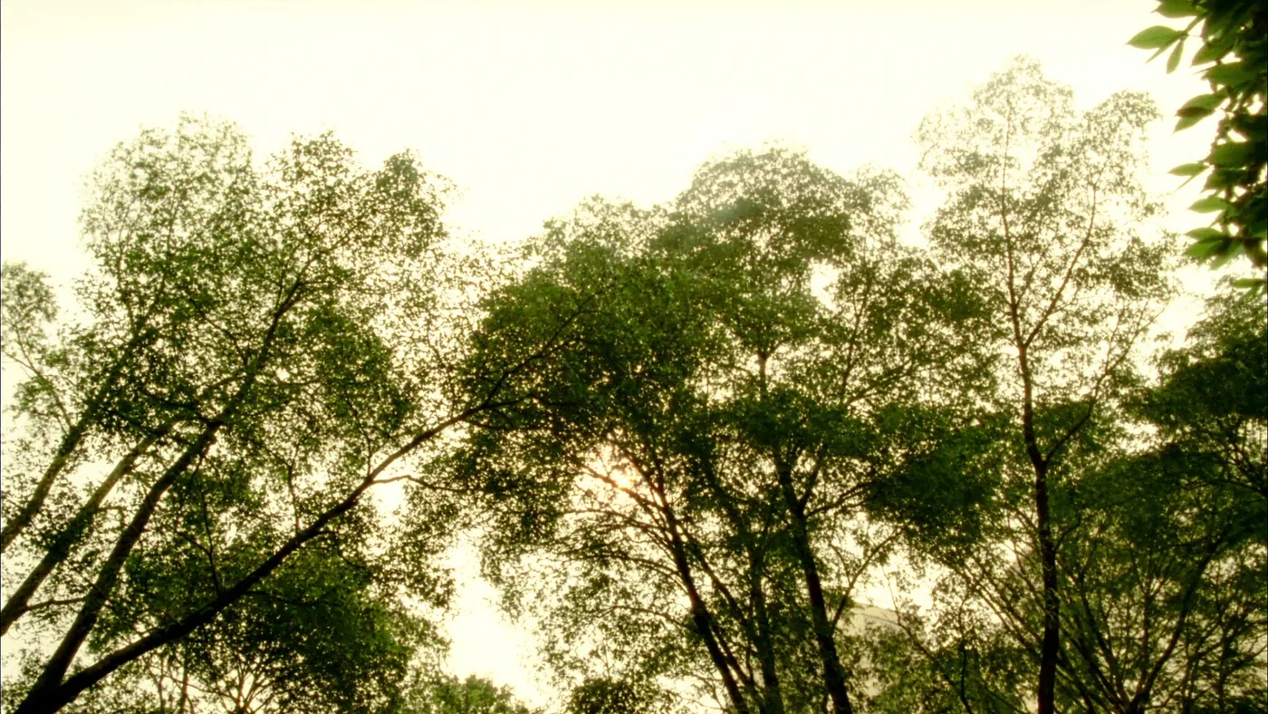 Tree canopy against a bright sky